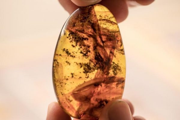 The fossil record for ants as social insects starts about 100 million years ago with Vlad and others, which featured elongated metal horns and a lot of bizarre adaptations we no longer see today.