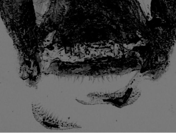 A 2D X-ray image of the mandibles and head capsule of Zigrasimecia tonsora from 99 million-year-old amber. (Image: P. Barden)
