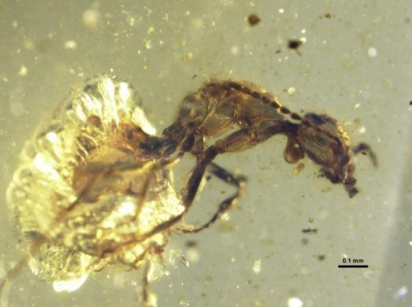 Lateral photomicrograph of Zigrasimecia tonsora entombed in 99 million-year-old amber. (Image: P. Barden & D.A. Grimaldi)