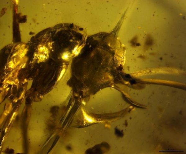 Head and thorax of Vlad the Impaler (Linguamyrmex vladi) in prehistoric amber. (Image: P. Barden, H.W. Herhold, D.A. Grimaldi)