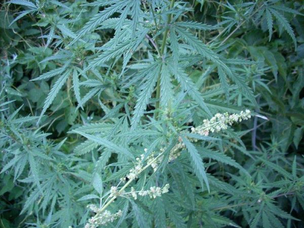 Dense patches of wild cannabis grow across the mountain foothills of Eurasia from the Caucuses to East Asia; these plants were photographed growing in the Tian Shan Mountains of Kazakhstan. (Image: Robert Spengler)