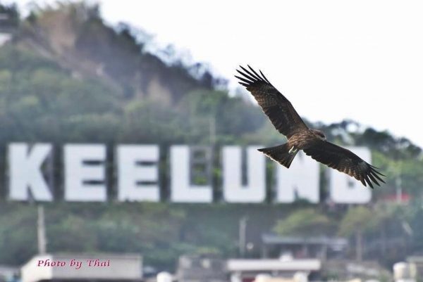 It's common to spot eagles soaring high in the sky over over the Keelung Harbor. (Image: Courtesy of King-Thai So)