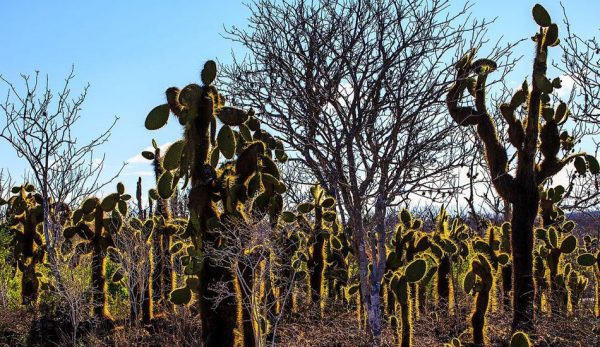 Cactus forests are greatly in danger from thieves. (Image: Wikimedia Commons)