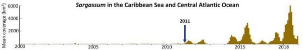 This plot shows the dramatic change in Sargassum biomass since 2000. Note the start of a “new normal” in 2011, and a particularly bad year in 2018. (Image: USF College of Marine Science)