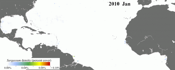 Scientists used NASA’s Moderate Resolution Imaging Spectroradiometer (MODIS) on Terra and Aqua satellites to discover the Great Atlantic Sargassum Belt (GASB), which started in 2011. It has occurred every year since, except 2013, and often stretches from the west coast of Africa to the Gulf of Mexico. (Image: Mengqiu Wang and Chuanmin Hu, USF College of Marine Science)