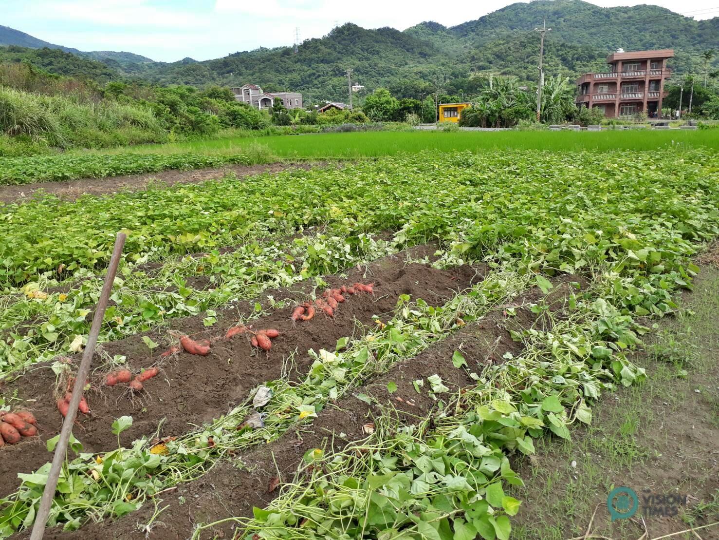 Discover the Many Health Benefits of Chinese Yams - Nspirement