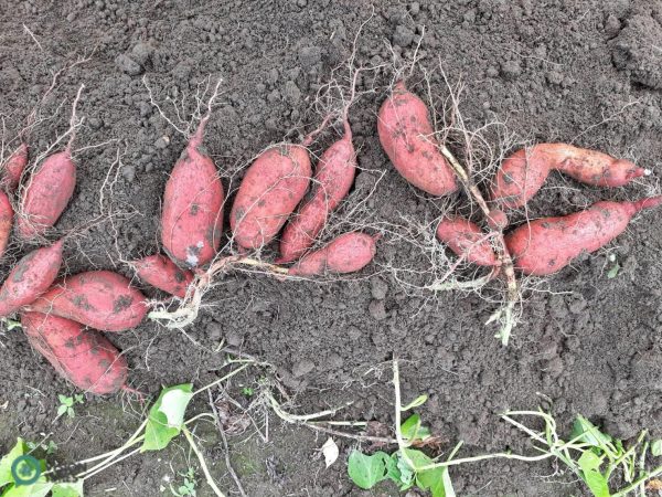 Jinshan boasts the best place to grow particularly fine sweet potatoes, (Image: Billy Shyu / Vision Times)