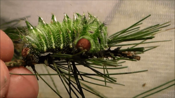 The caterpillars of Chinese moon moths tend to look dark green and are often decorated in white dots and stripes.