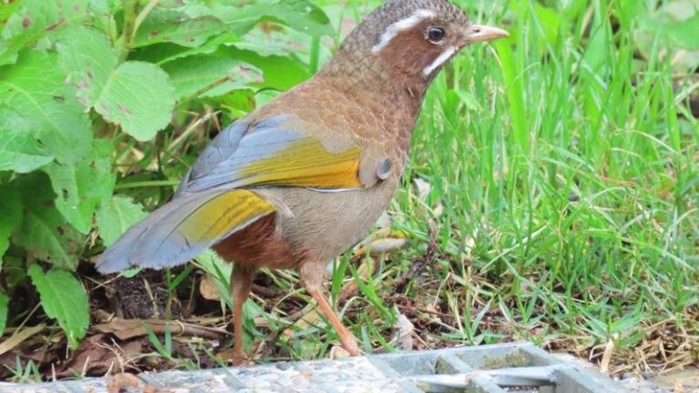 The white-whiskered laughingthrush.