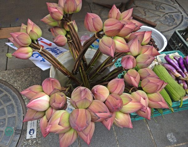 Lous flowers are sold at the lotus field and Jinbaoli Old Street. (Image: Julia Fu / Vision Times)