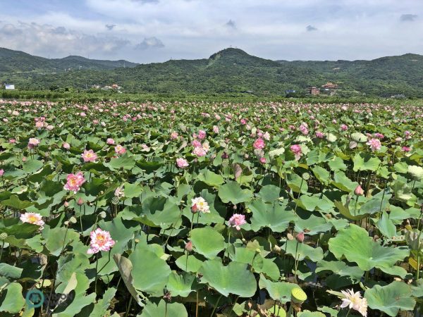 The lotus field in Jinshan District's Qingshui Wetland. (Image: Julia Fu / Vision Times)