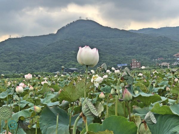 Peony lotus blooms in Qingshui Wetland in Jinshan ifrom June to September, (Image: Billy Shyu / Vision Times)