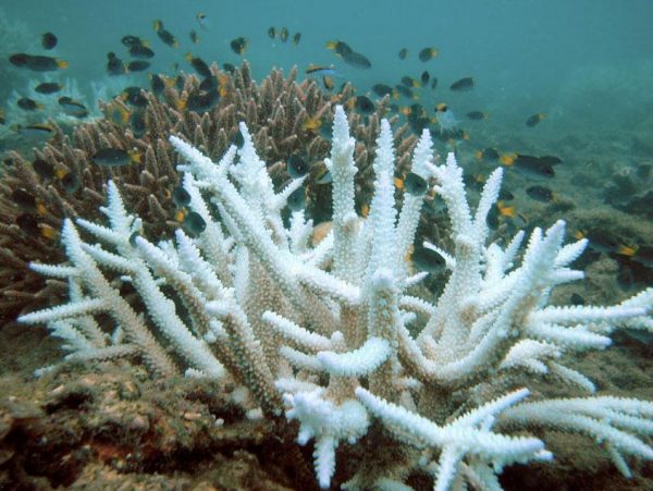 (Image: Acropora via wikimedia CC BY 3.0)