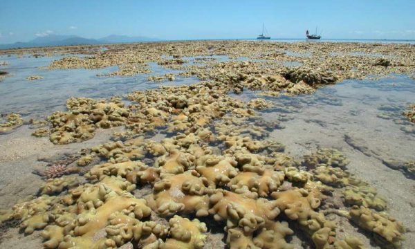 Soft coral are now dominating large areas of the shadow reef which in 1928 had many species of hard corals too. (Image: Professor Maoz Fine, Bar-Ilan University)