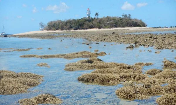 Patches of branching Acropora corals during low tide at Low Isles. (Image: Professor Maoz Fine, Bar-Ilan University)
