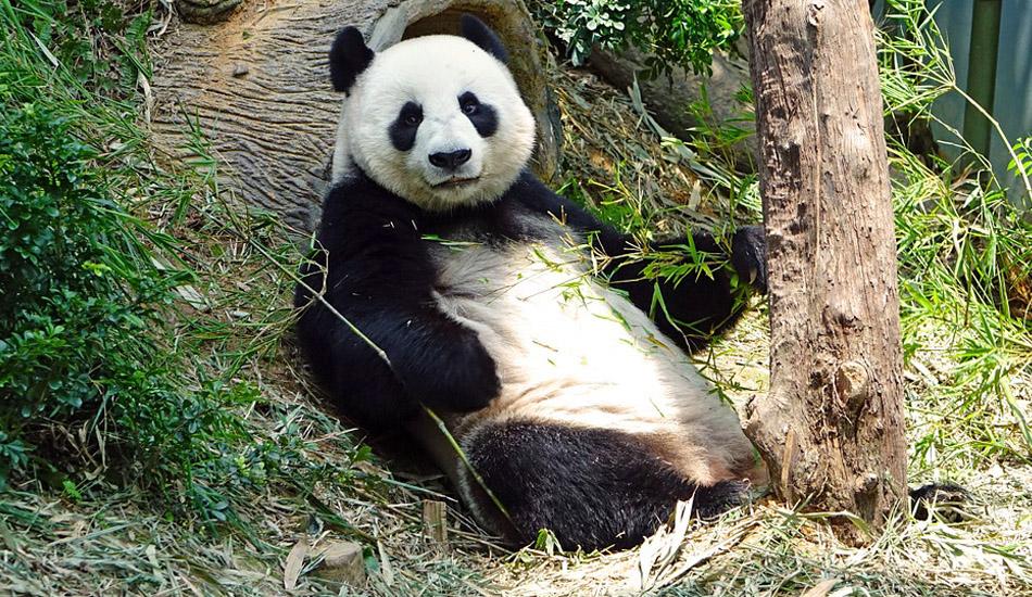 A female panda.