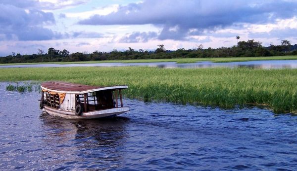 The Amazon rain forest has been affected severely. (Image: maxpixel / CC0 1.0)