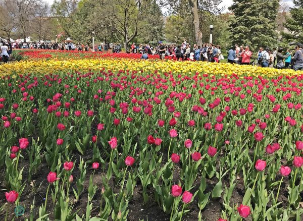 The Canadian Tulip Festival held at the Commissioners Park in May. (Image: Billy Shyu / Vision Times)