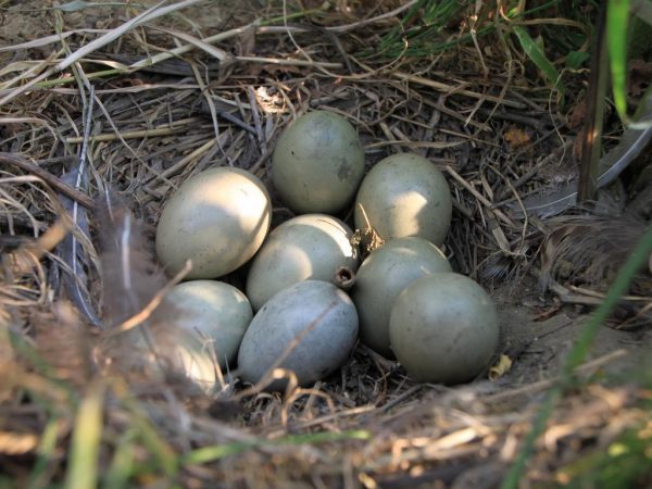Ogach meant ‘eggy’ or ‘abounding in eggs’ when referring to a fertile region. (Image: Emilian Robert Vicol under CC license)