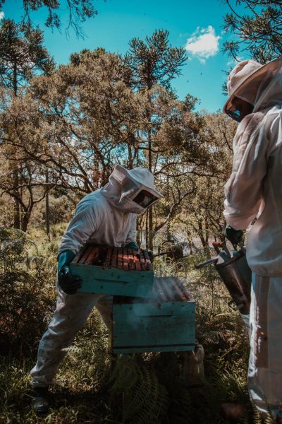 In an experiment, an image of Jesus’ crucifixion—three crosses on Golgotha—was put into a bee box. (Image: pixabay / CC0 1.0)