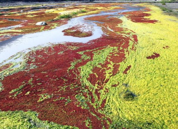 The amazing colorful red azolla and water ferns floating on Zhuoshui River in winter . (Image: Housekey999 旅人)