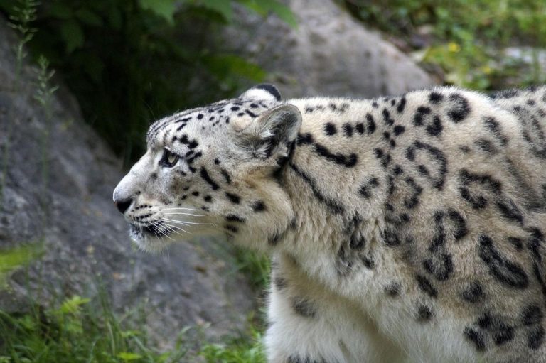 Snow leopards have short, round ears that cut down heat loss.