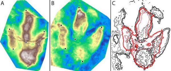 Comparison between the two types of footprints. (Image Matteo Belvedere et al)