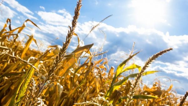 A wheat field.