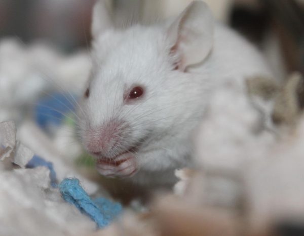 Researchers found that even though neurons in the brains of mice still produced transcripts for protein creation, no proteins were created if the animals were deprived of sleep. (Image via pixabay / CC0 1.0)