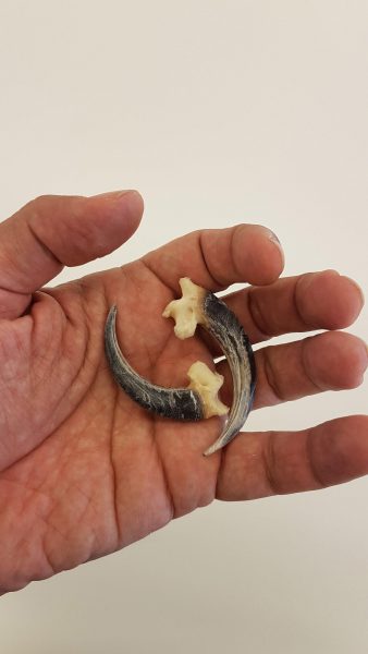 Imperial eagle talons. (Image: Antonio Rodríguez-Hidalgo)