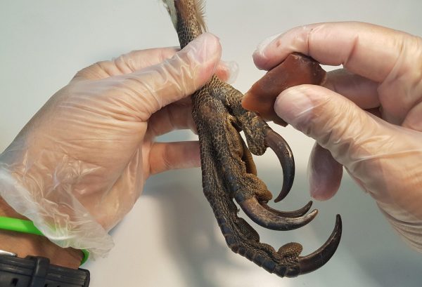 Experimental butchering of vulture talons to stablish analogies with archaeological cut marks. (Image: Antonio Rodríguez-Hidalgo)