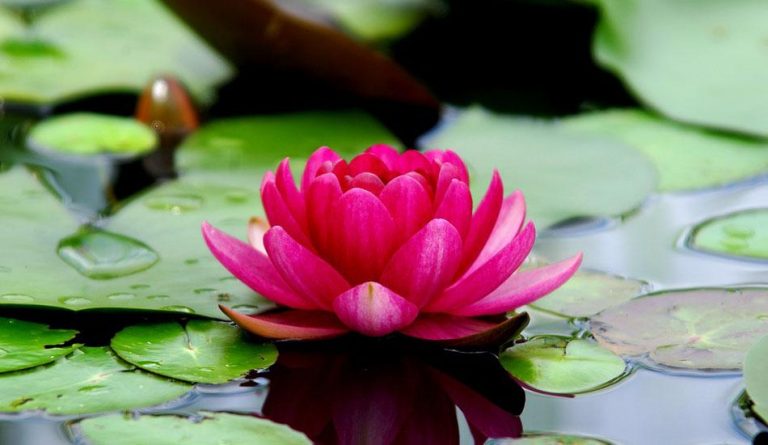 the-symbolism-of-flowers-and-fruit-in-chinese-art