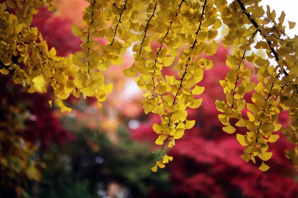 (Image via pixabay / CC0 1.0)