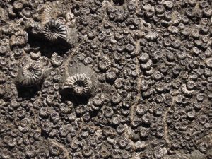 Fossil shells.