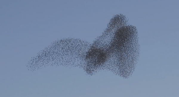 A popular theory is that starlings evolve flying as a tight flock for safety reasons. If they fly alone, they can end up being the target of some other predator. (Image: Vimeo/Screenshot)