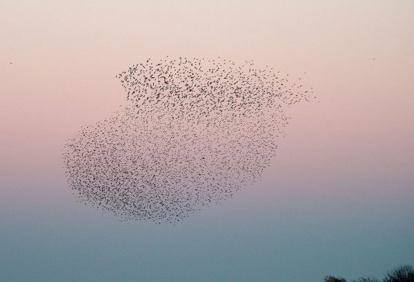 A Spanish photographer took an image of a murmuration where birds were forming a flock in the shape of a huge bird. (Image: Katunchi via wikimedia CC BY-SA 4.0)