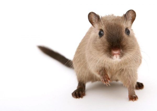 In a study of mice, the researchers found that in some cases of infection, an immune molecule called IL-17a is released and suppresses a small region of the brain’s cortex that has previously been linked to social behavioral deficits in mice. (Image: via pixabay / CC0 1.0)