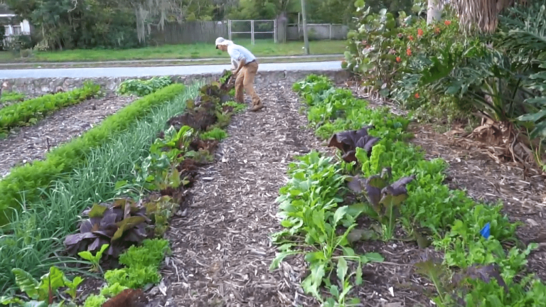 With urban green spaces on the decline, why not counter the trend by planting your own backyard garden to help change the world?