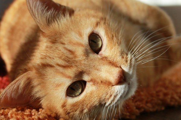 Treat your cat for pain and trauma before taking to a vet. (Image: maxpixel / CC0 1.0)