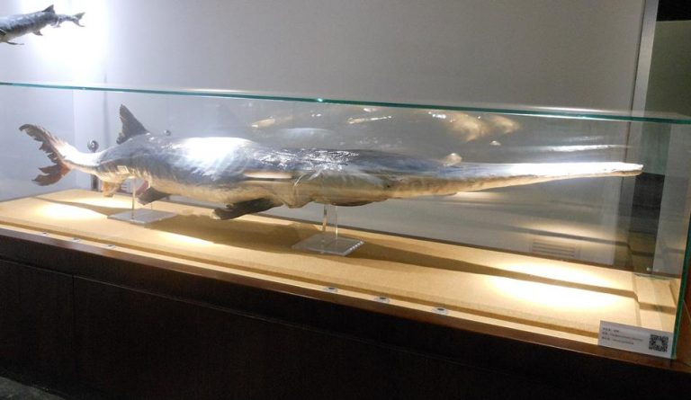 A Chinese paddlefish.