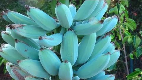 Blue Java bananas have an aqua blue color when unripe. (Image: Screenshot / YouTube)