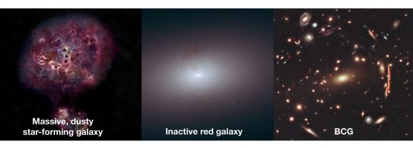 The three panels show, from left to right, what XMM-2599's evolutionary trajectory might be, beginning as a dusty star-forming galaxy, then becoming a dead galaxy, and perhaps ending up as a "brightest cluster galaxy," or BCG. (Image: NRAO/AUI/NSF/B. Saxton; NASA/ESA/R. Foley; NASA/StScI)
