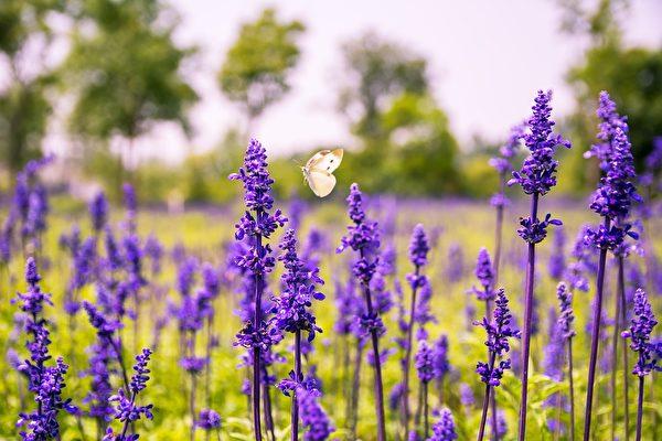 In the plant world, the salvia family (which is literally “rat-tail-grass” in Chinese) includes nearly 1,000 species. (Image: The Epoch Times)