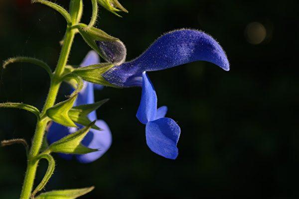 Ancient Greeks and Romans named sage the holy herb. (Image: The Epoch Times)