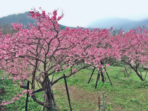The Fuji cherry blossoms on Pingjing Street (平菁街) in Taipei City’s Shilin District. (Image: Courtesy of Alice Chan)