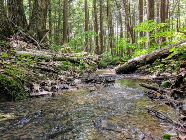 Current carbon cycle models may underestimate the amount of carbon dioxide released from the soil during rainy seasons in temperate forests like those found in the northeast United States, according to Penn State researchers. (Image: CAITLIN HODGES)