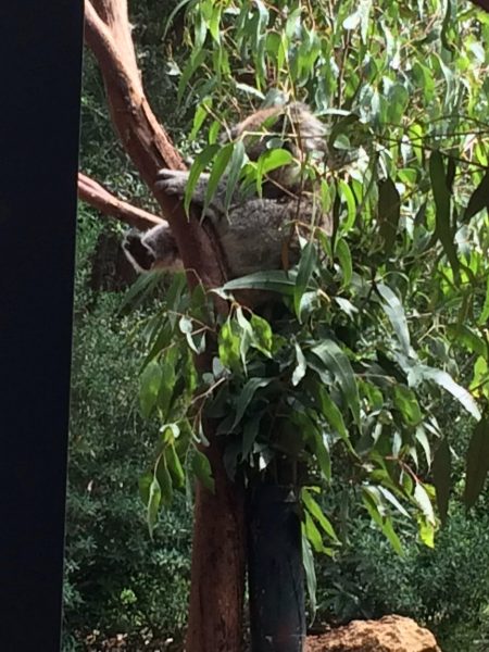 A Koala at the Healsville Sanctuary where some Koalas have been taken to recover from burns. Image by Trisha Haddock