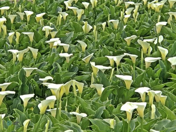 The calla lilies in Yangmingshan National Park's Zhuzihu area. (Image: Billy Shyu)