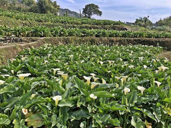 The calla lilies in Yangmingshan National Park's Zhuzihu area. (Image: Julia Fu)
