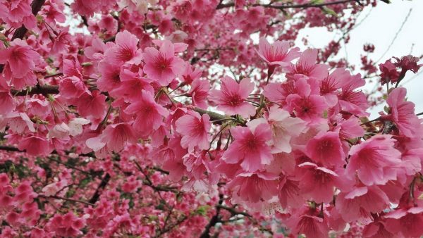 The Fuji cherry blossoms on Pingjing Street (平菁街) in Taipei City’s Shilin District. (Image: Courtesy of Alice Chan)